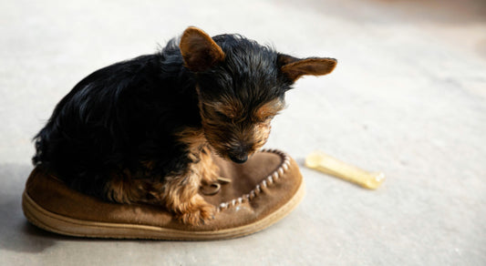 Chaussons animaux - Chaussly